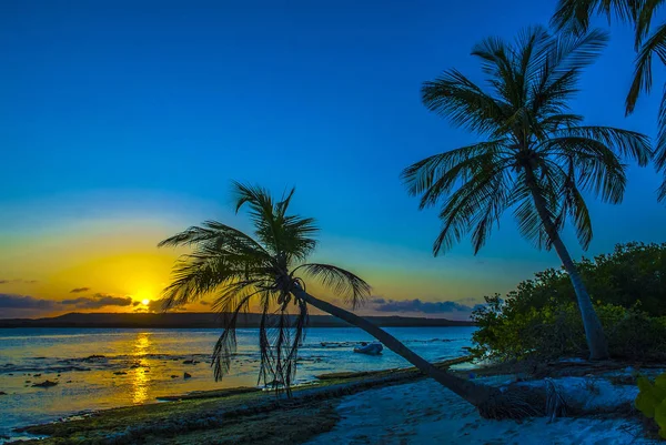 카리브해의 열대 해변에서 해질 녘의 코코 팜. 빈 칩 — 스톡 사진