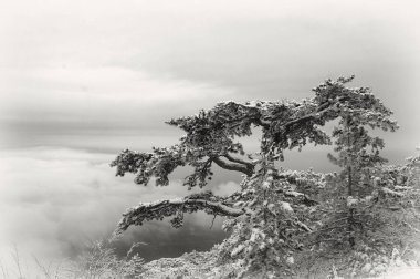 Ai-Petri Dağları 'ndaki ağaçlar ve kar. Kırım