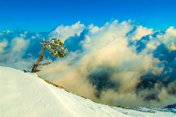 Az Ai-Petri-hegységben rekedt fák és hó. Krím — Stock Fotó