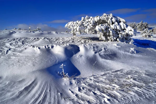 Drzewa w mrozie i śniegu w górach Ai-Petri. Krym — Zdjęcie stockowe