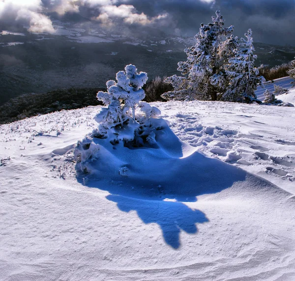 Árvores em geada e neve nas montanhas Ai-Petri. República da Crimeia — Fotografia de Stock