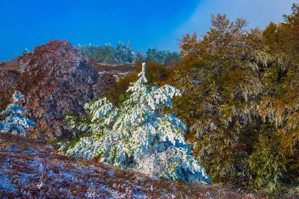 Les v období podzimu-zimy, kdy přišel mrak mlhy a — Stock fotografie