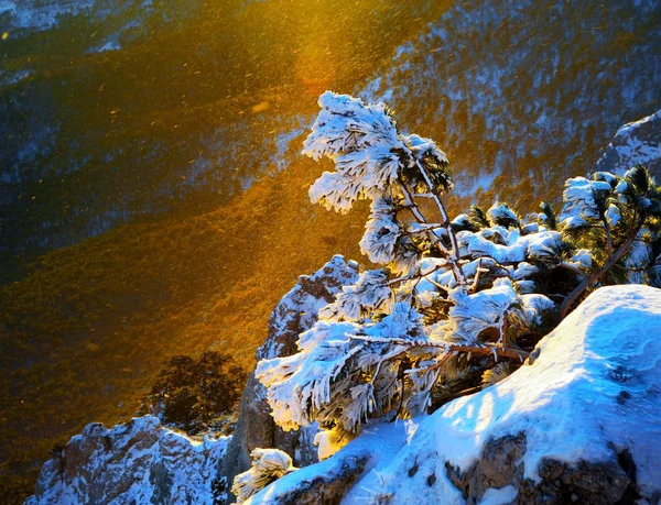 Stromy v mrazu a sněhu v Ai-Petriho horách. Krym — Stock fotografie