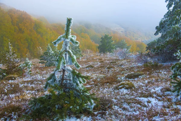 Floresta Período Outono Inverno Quando Uma Nuvem Nevoeiro Veio Plantas — Fotografia de Stock