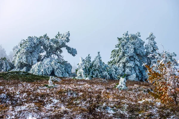 Floresta Período Outono Inverno Quando Uma Nuvem Nevoeiro Veio Plantas — Fotografia de Stock