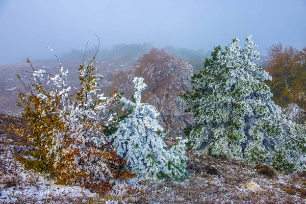 Les Období Podzimu Zimy Kdy Přišel Mrak Mlhy Rostlinách Stromech — Stock fotografie