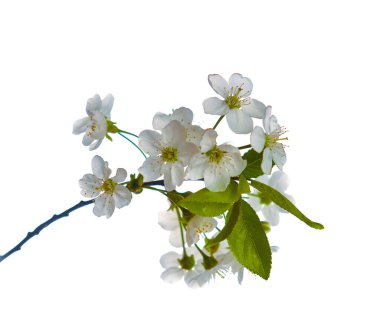 Çiçek açan armut dalları, güzel beyaz çiçeklerle, pembe erkeklik organlarıyla...