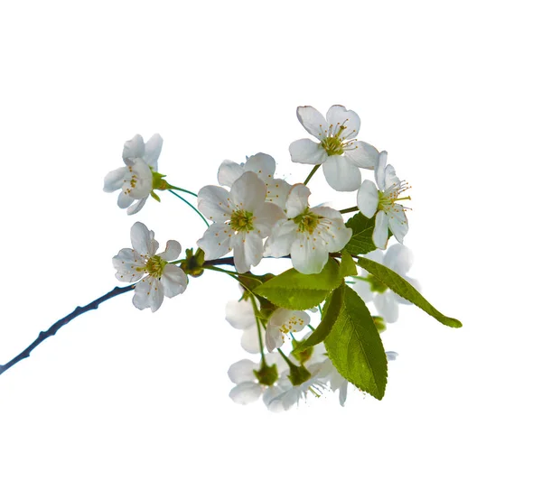 白にピンク色の雄しべを持つ美しい白い花で梨の木の枝を咲かせます — ストック写真