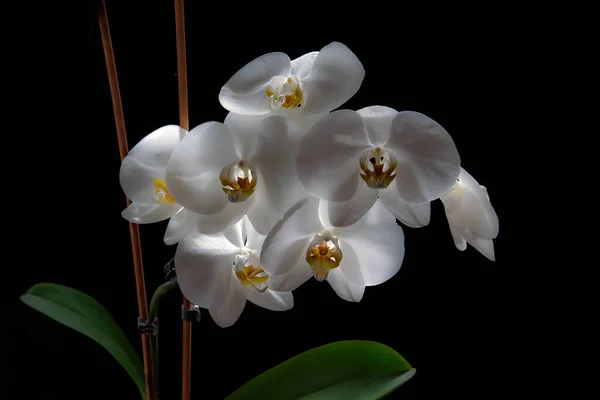 Blühen Weiße Orchideenblume Isoliert Auf Schwarzem Hintergrund Schöne Frische Natürliche — Stockfoto