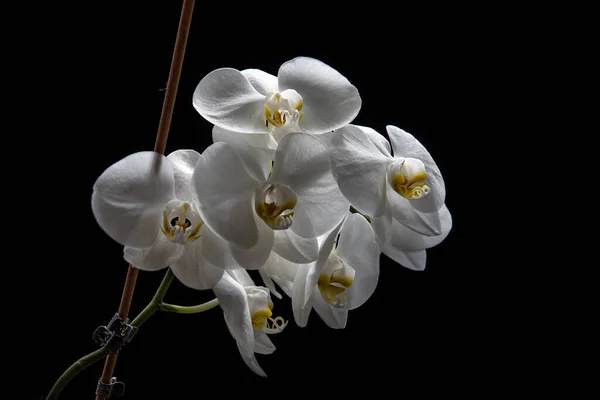 Blühen Weiße Orchideenblume Isoliert Auf Schwarzem Hintergrund Schöne Frische Natürliche — Stockfoto
