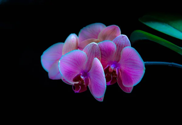 Lila Orchideenblüten Mit Wassertropfen Auf Schwarzem Hintergrund — Stockfoto