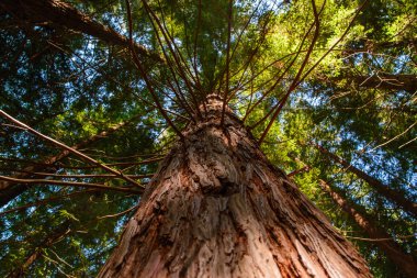 Sequoia gövde arıyorsunuz