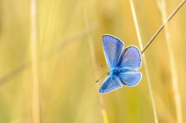 Мужчина-бабочка с голубыми крыльями — стоковое фото