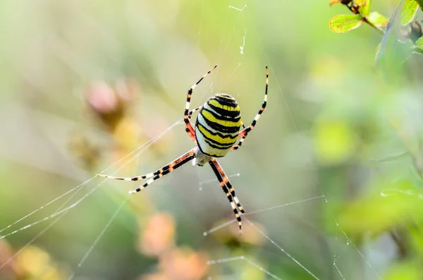 Pruhované samice pavouk vosa — Stock fotografie
