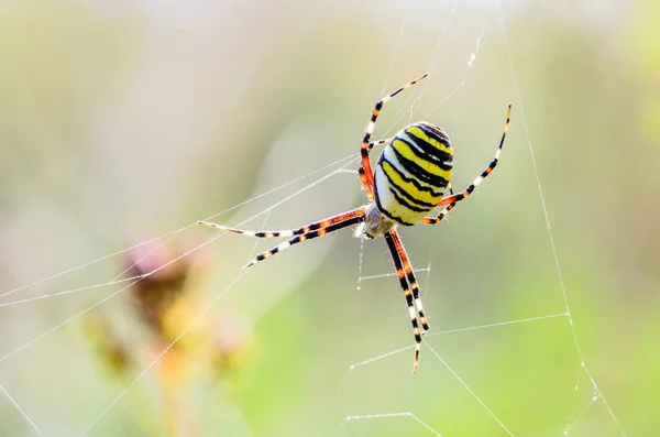 Σφήκα ριγέ γυναίκα αράχνη — Φωτογραφία Αρχείου