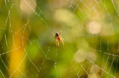 Küçük örümcek araneus kendi web Merkezi