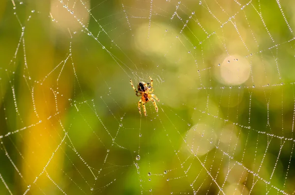 Small spider araneus at the center of its web — Stock Photo, Image