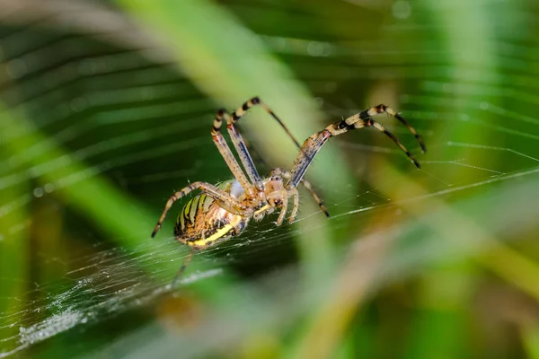 그것의 웹의 중심에 위치 하는 말 벌 거미 — 스톡 사진