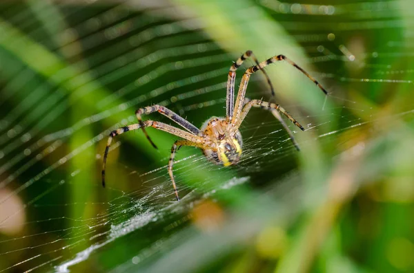 Wasp spider sits at the center of its web — Stock Photo, Image