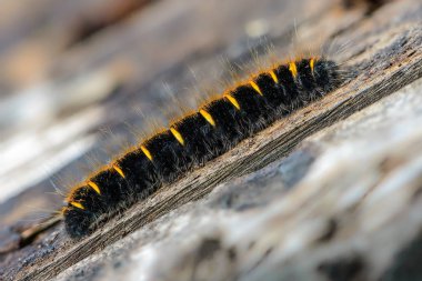 Kelebek macrothylacia rubi inci üzerinde sürünen kıllı tırtıl