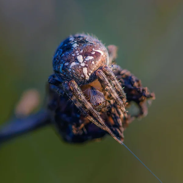 Die weibliche Spinne araneus sitzt in ihrem Nest und behält das Zeichen — Stockfoto