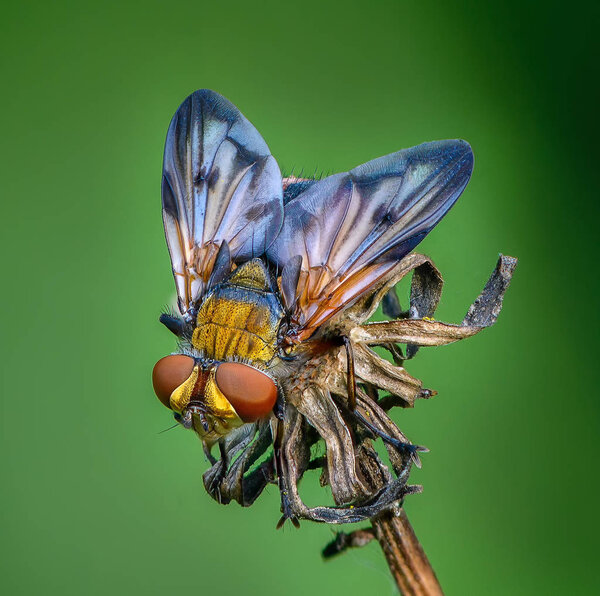 Tahina fly sits on the bud of dried plants
