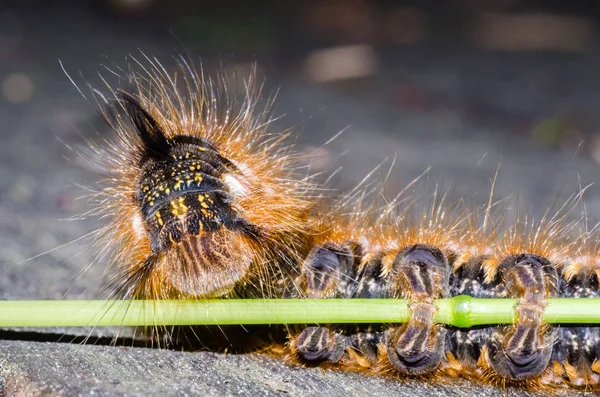 Lagarta peluda come haste verde da grama — Fotografia de Stock