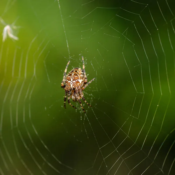 La femelle de l'araignée araneus — Photo