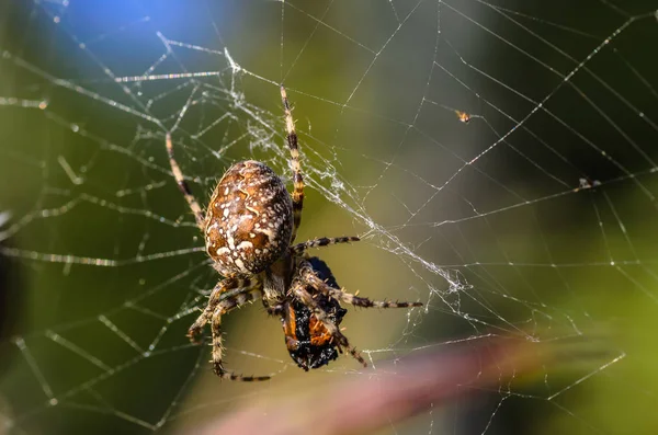 La femelle de l'araignée araneus — Photo