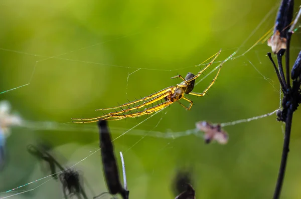 Waldspinne in der Mitte des Netzes — Stockfoto