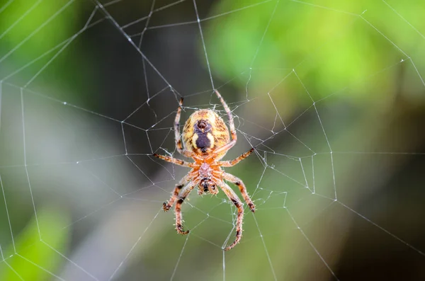 거미의 뒷면 — 스톡 사진