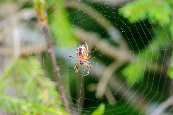 거미의 뒷면 — 스톡 사진