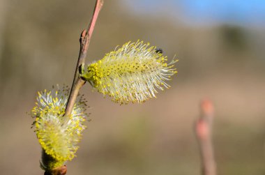 Söğüt dalları üzerinde bitki çiçek sarı infloresce