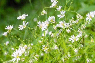 Orman bitki yildiz seklinde çiçek bahar beyaz çiçekli