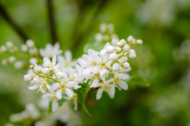 Kuş kiraz ağacının beyaz güzel kokulu çiçekler 