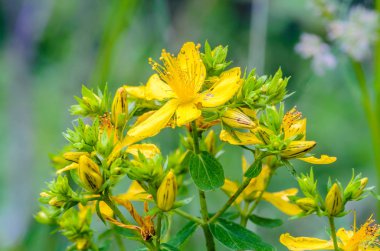 St John's wort bir yeşil backg üzerinde önümüzdeki sarı çiçekler