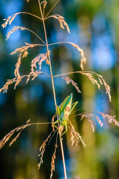 Büyük çekirge portresi