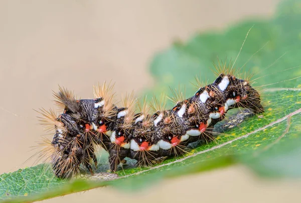 Szőrös caterpillar, vörös és fehér pöttyökkel. — Stock Fotó