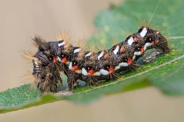 Szőrös caterpillar, vörös és fehér pöttyökkel. — Stock Fotó
