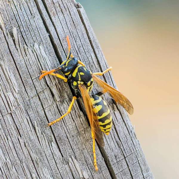 Porträt einer Wespe in Nahaufnahme — Stockfoto