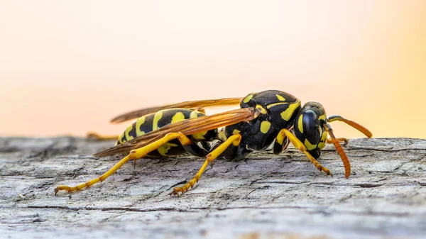 Portrait of a close-up of a wasp — Stock Photo, Image