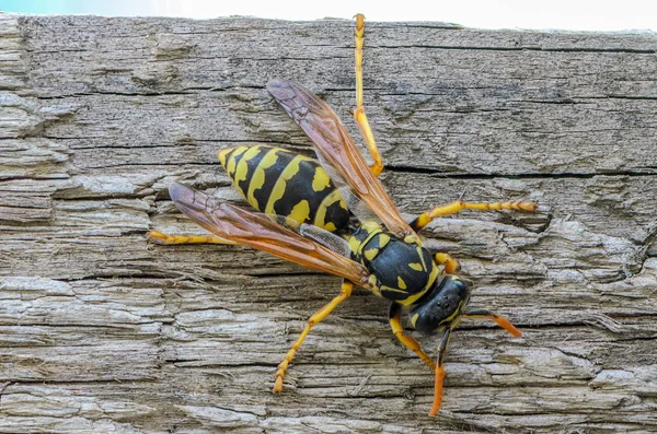 Portrait of a close-up of a wasp — Stock Photo, Image