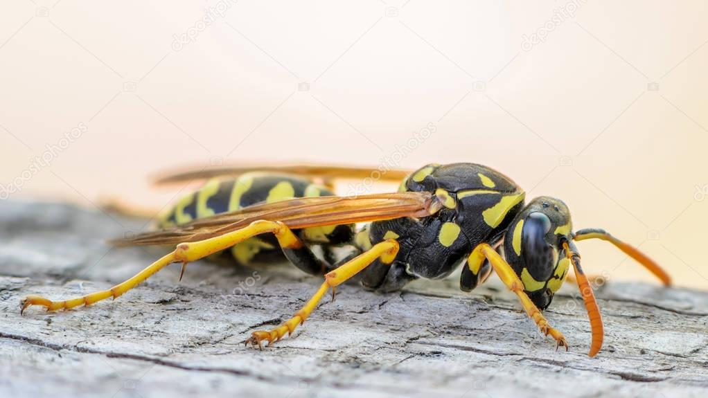 Portrait of a close-up of a wasp