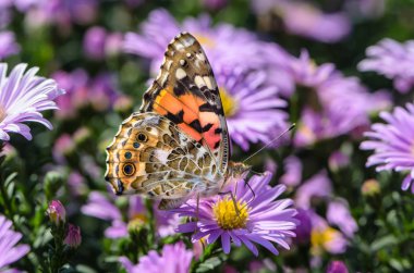 Güzel rengarenk kelebek nektar astra bir tomurcuk üzerinde toplar.