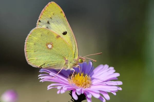 Borboleta amarela recolhe néctar em um botão de Astra Verghinas — Fotografia de Stock