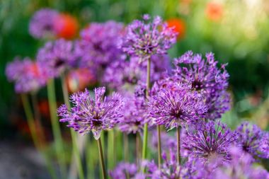 Yabani soğan büyük küresel şemsiye