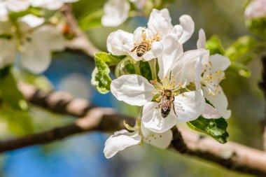Elma ağacı beyaz çiçekler çiçek açmış.