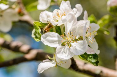 Elma ağacı beyaz çiçekler çiçek açmış.