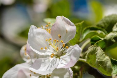 Elma ağacı beyaz çiçekler çiçek açmış.