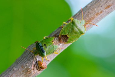 Two green bedbugs on a tree branch in early spring. clipart